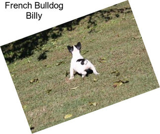 French Bulldog Billy