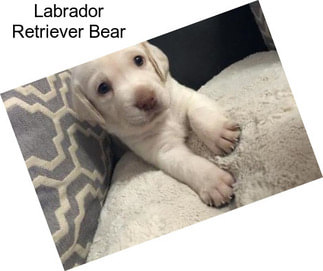 Labrador Retriever Bear