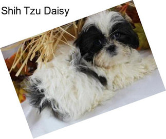 Shih Tzu Daisy