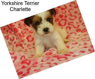 Yorkshire Terrier Charlette