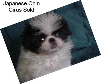 Japanese Chin Cirus Sold