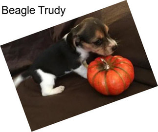 Beagle Trudy