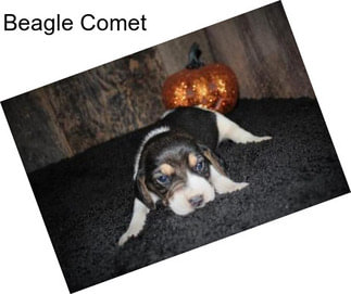 Beagle Comet