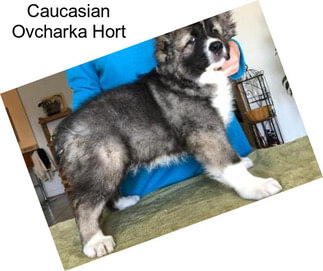 Caucasian Ovcharka Hort