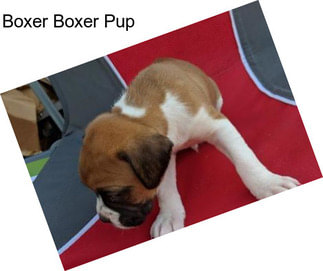 Boxer Boxer Pup