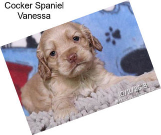 Cocker Spaniel Vanessa