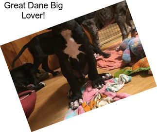 Great Dane Big Lover!