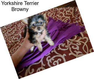 Yorkshire Terrier Browny