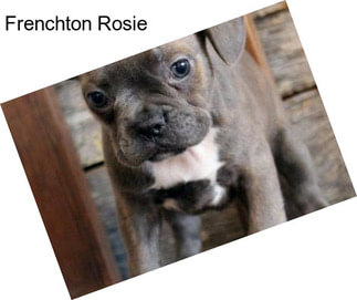 Frenchton Rosie