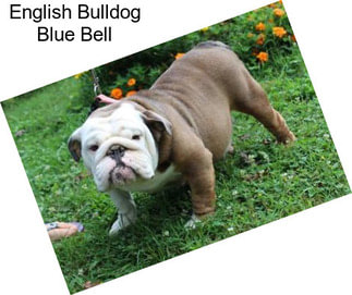 English Bulldog Blue Bell