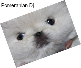 Pomeranian Dj