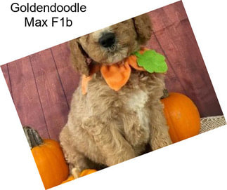 Goldendoodle Max F1b