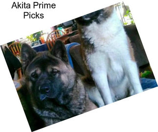 Akita Prime Picks