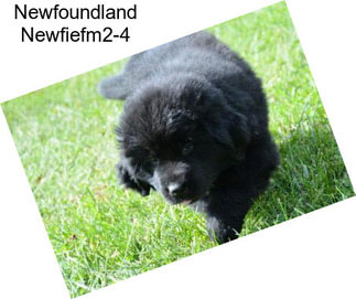 Newfoundland Newfiefm2-4