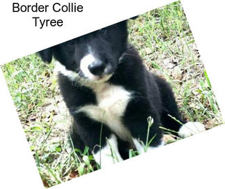 Border Collie Tyree
