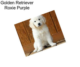 Golden Retriever Roxie Purple