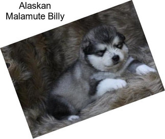 Alaskan Malamute Billy