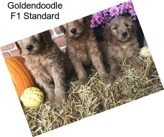 Goldendoodle F1 Standard