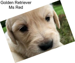 Golden Retriever Ms Red