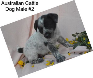 Australian Cattle Dog Male #2