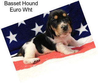 Basset Hound Euro Wht