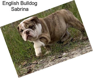 English Bulldog Sabrina