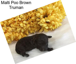 Malti Poo Brown Truman