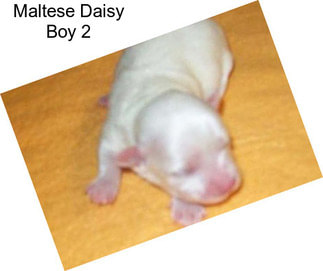 Maltese Daisy Boy 2