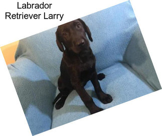 Labrador Retriever Larry