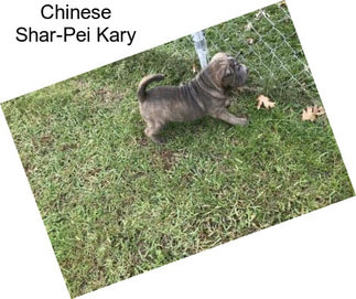 Chinese Shar-Pei Kary