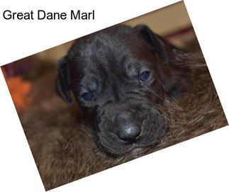 Great Dane Marl