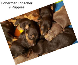 Doberman Pinscher 9 Puppies