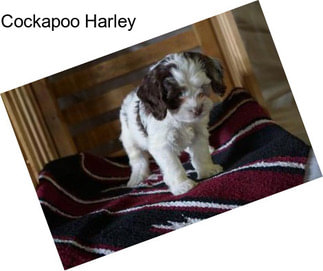 Cockapoo Harley