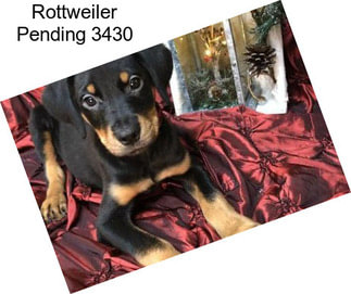 Rottweiler Pending 3430