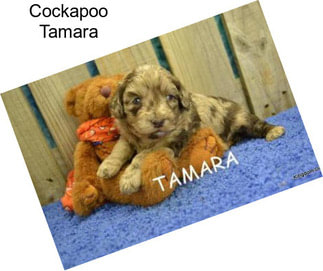 Cockapoo Tamara