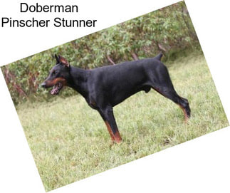 Doberman Pinscher Stunner