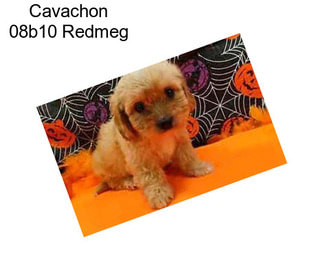 Cavachon 08b10 Redmeg
