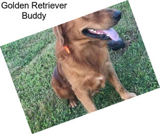 Golden Retriever Buddy