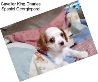 Cavalier King Charles Spaniel Georgieporgi