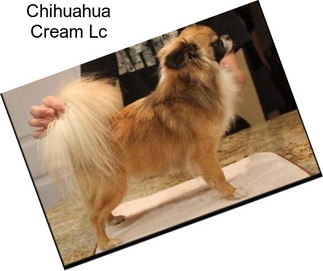 Chihuahua Cream Lc