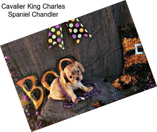 Cavalier King Charles Spaniel Chandler