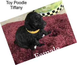 Toy Poodle Tiffany