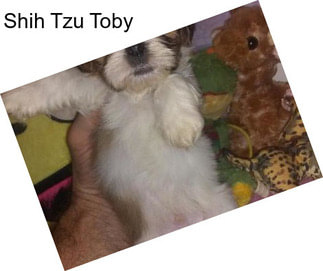 Shih Tzu Toby