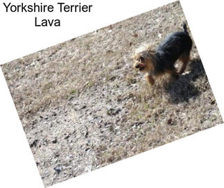 Yorkshire Terrier Lava