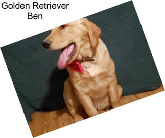 Golden Retriever Ben