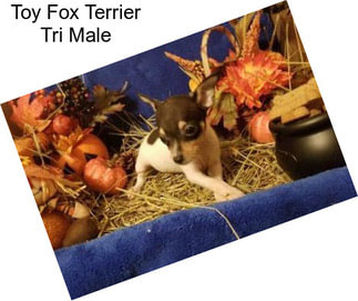 Toy Fox Terrier Tri Male