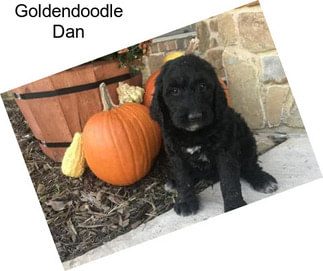 Goldendoodle Dan