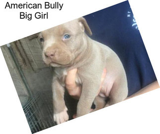 American Bully Big Girl