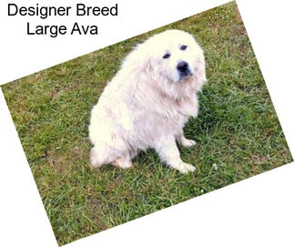 Designer Breed Large Ava