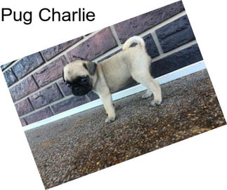 Pug Charlie